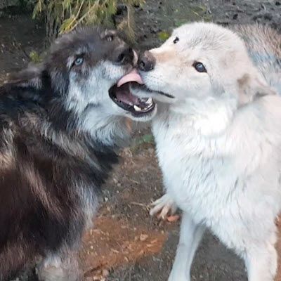 A black wolf male (Timber) and his white mate (Aurora) playing