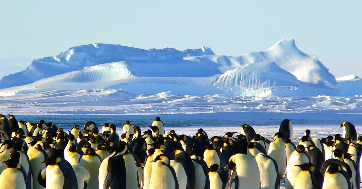 A large group of penguins are standing in the snow