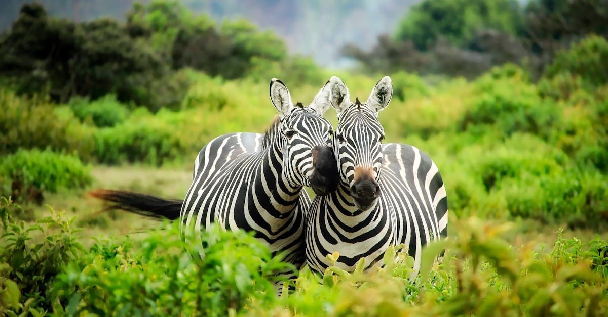 Two zebras are standing next to each other in a field.