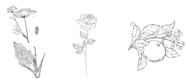 Ingredienti liquore icone