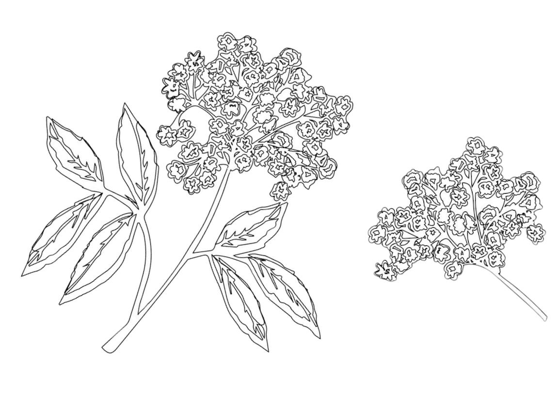 Ingredienti liquore icone