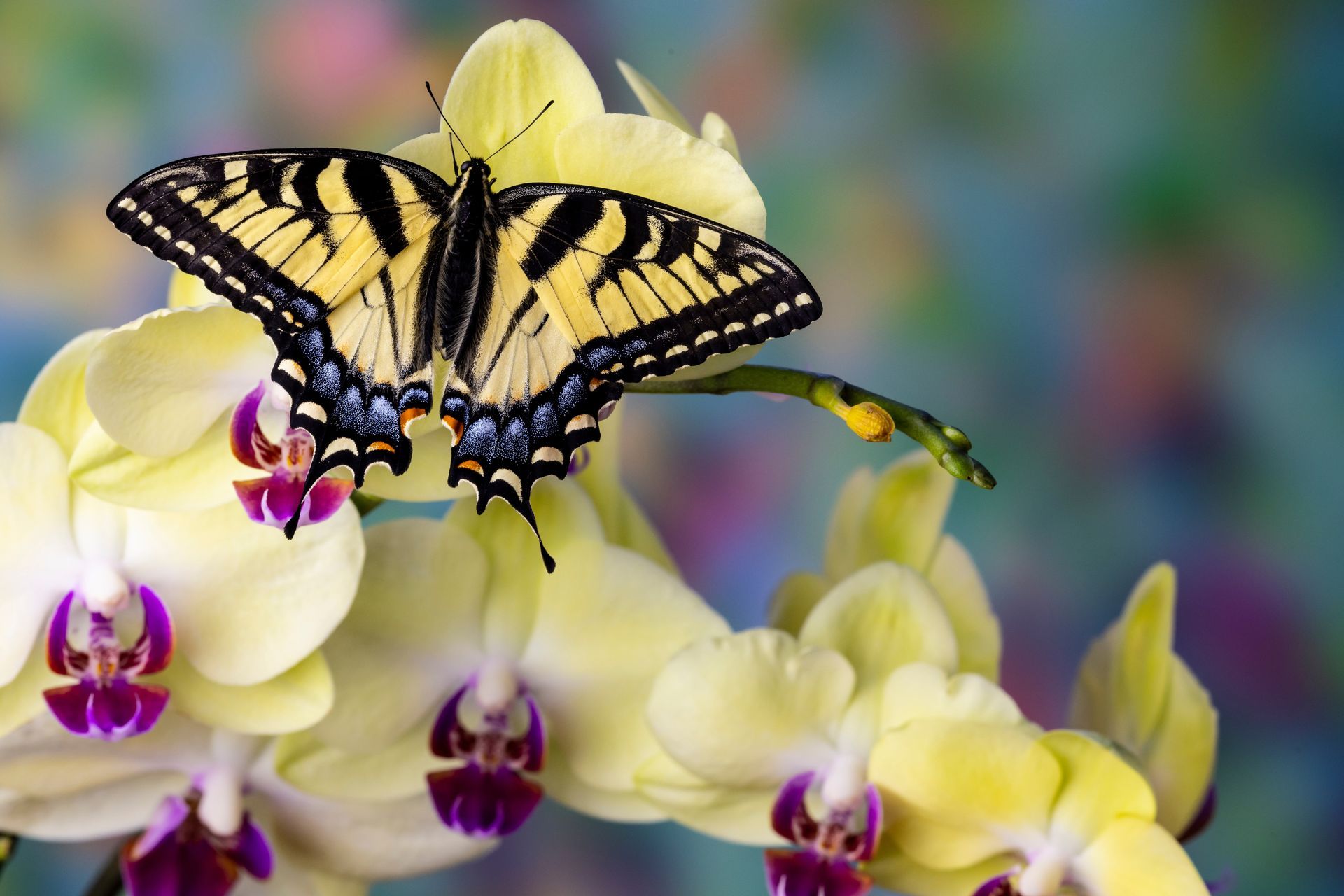 A yellow and black Eastern tiger swallowtail butterfly perched on a cluster of light yellow orchids with purple centers.