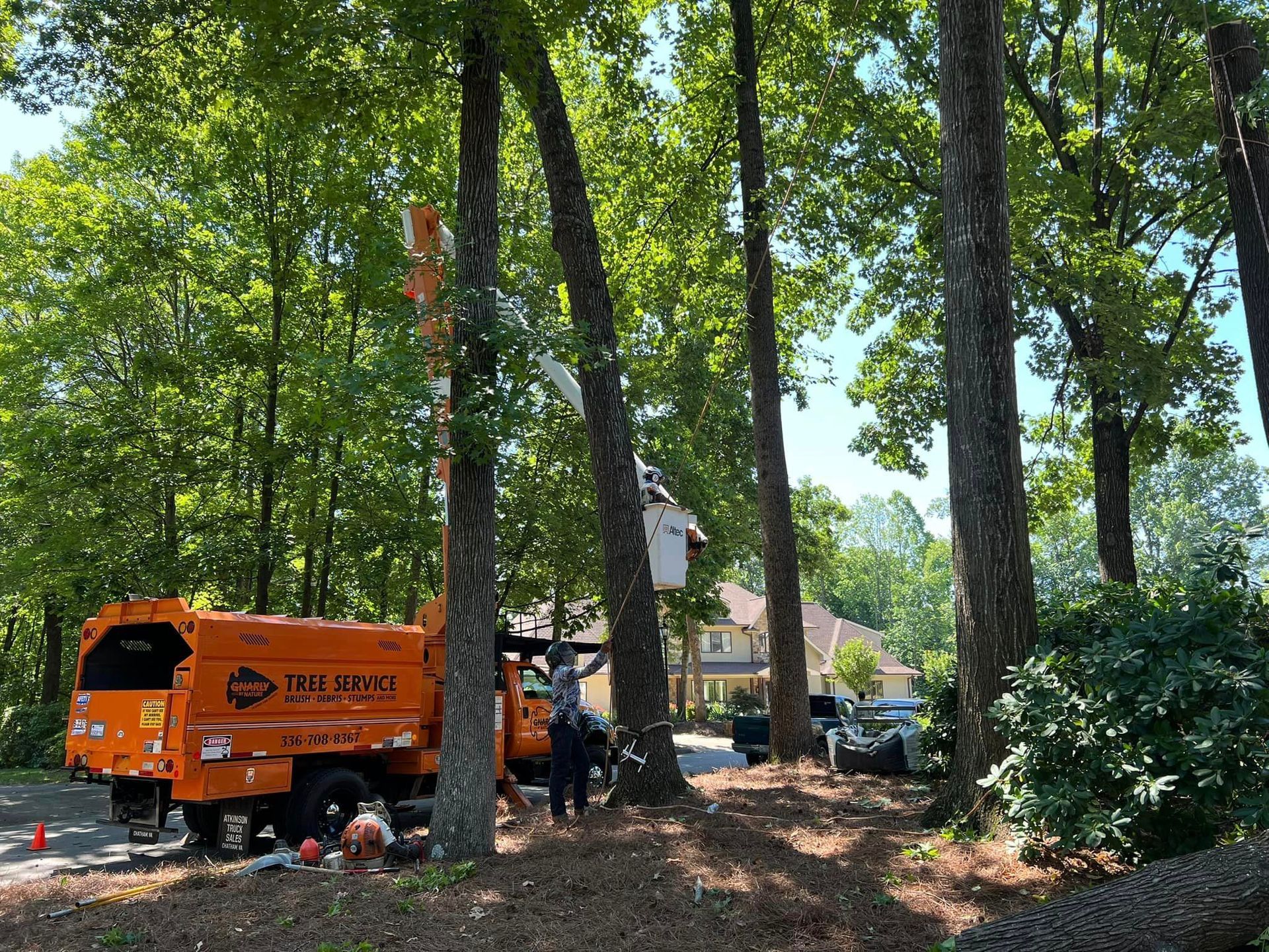 A tree stump grinder is cutting a tree in the woods.