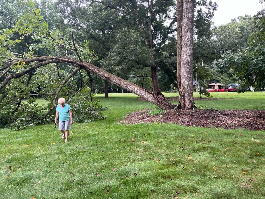 A woman is walking in a park next to a fallen tree.
