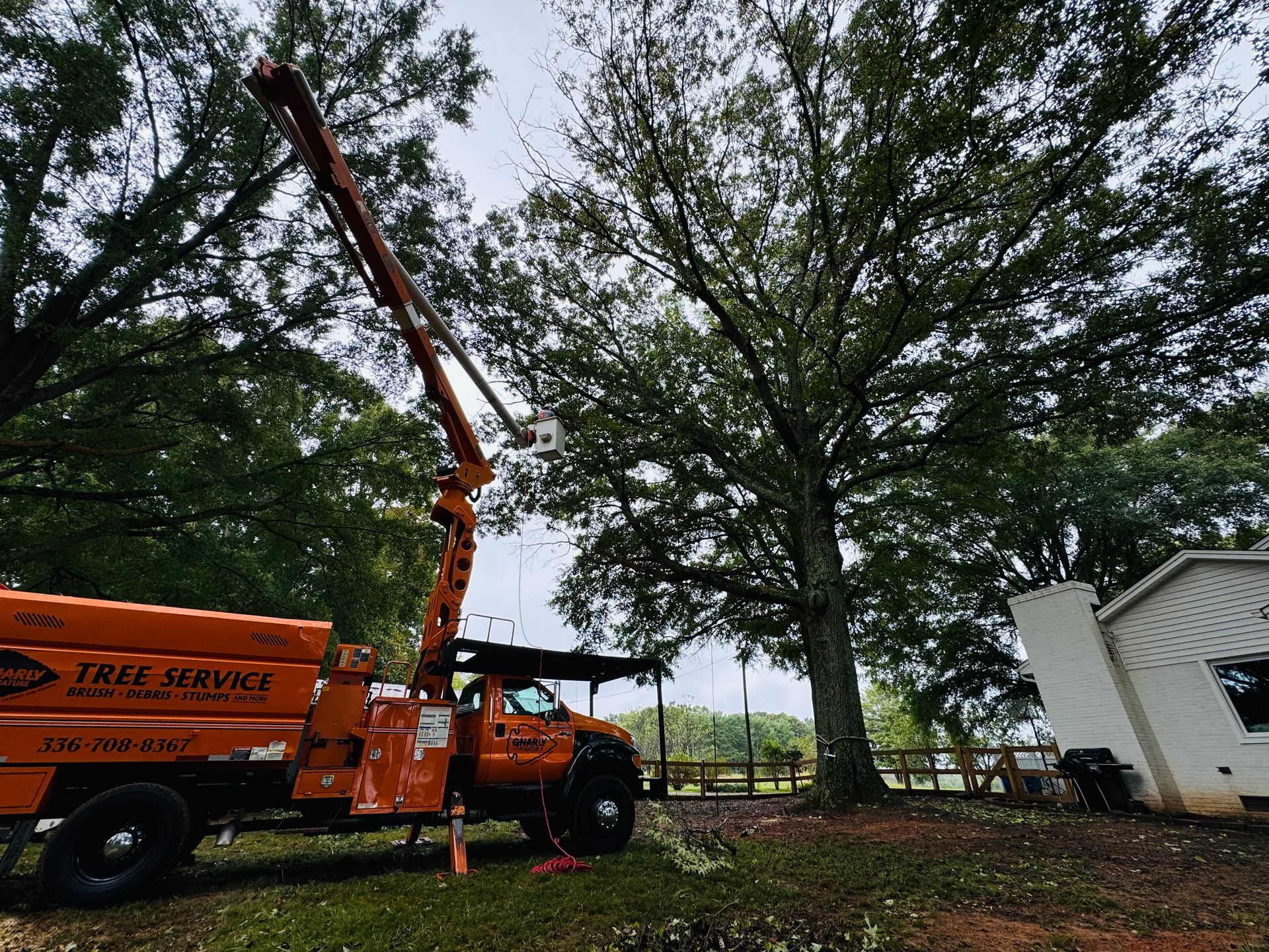 A tree service truck is cutting a tree in a yard.