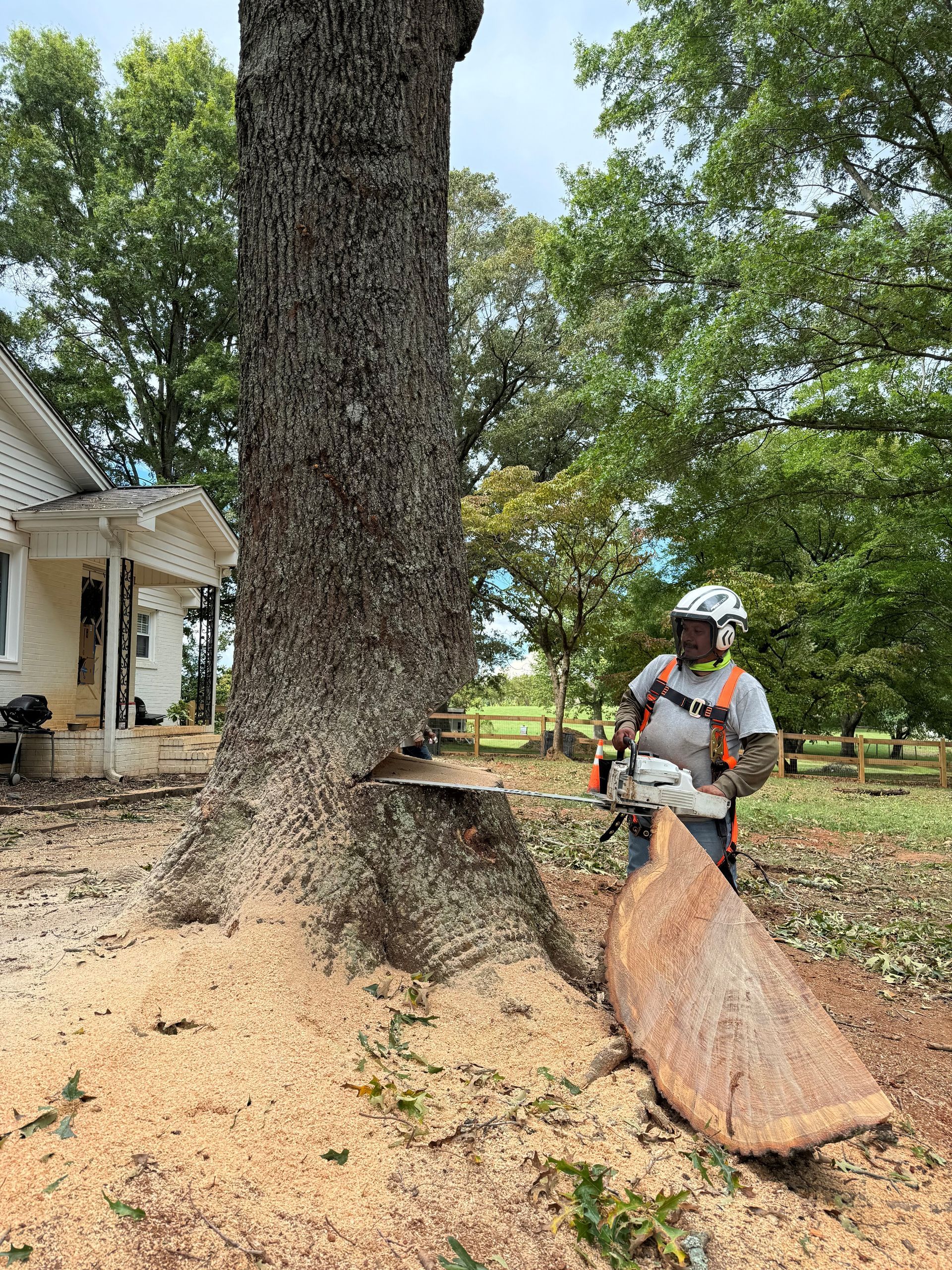 A man is cutting down a large tree with a chainsaw.