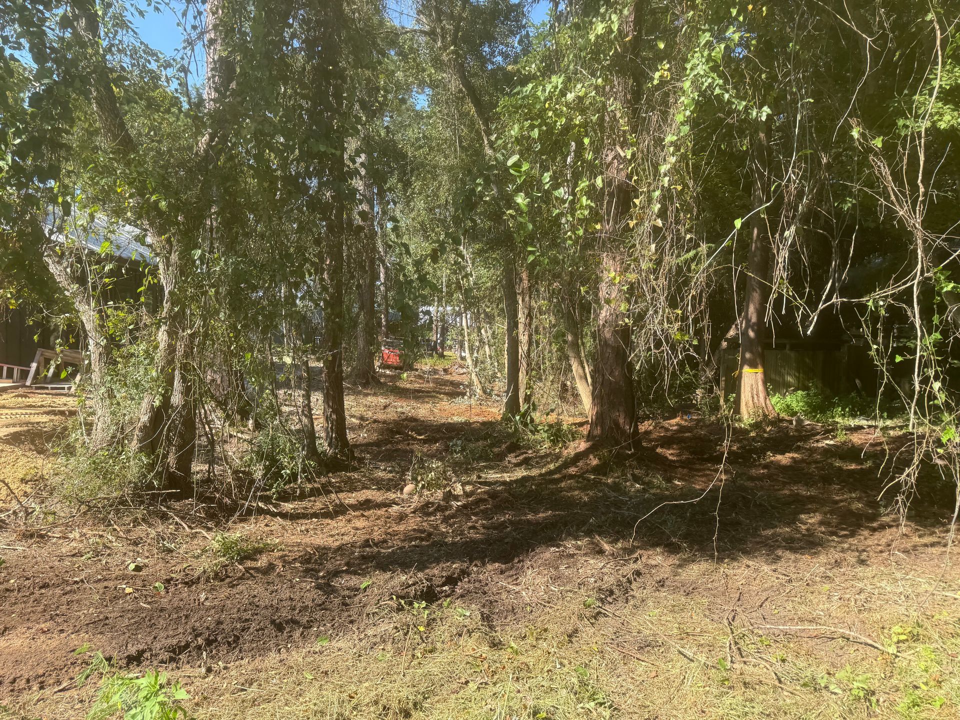 Trees in a wooded area; brown dirt and sunlight.