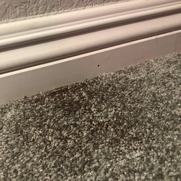 Termite frass on carpet floor, looks like coffee grinds, dirt, pellets