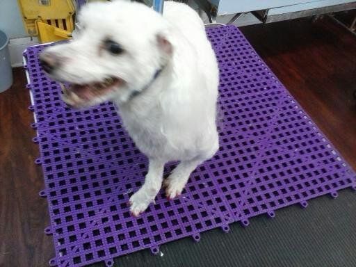 A white dog is standing on a purple mat