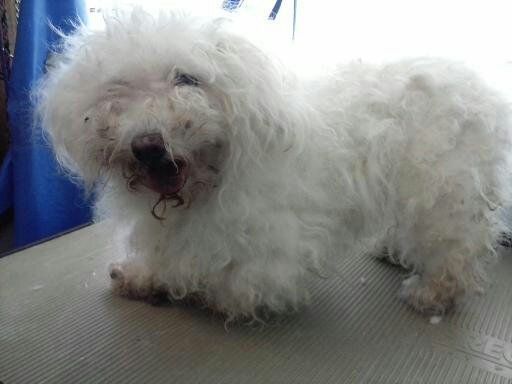A small white dog is sitting on a table.