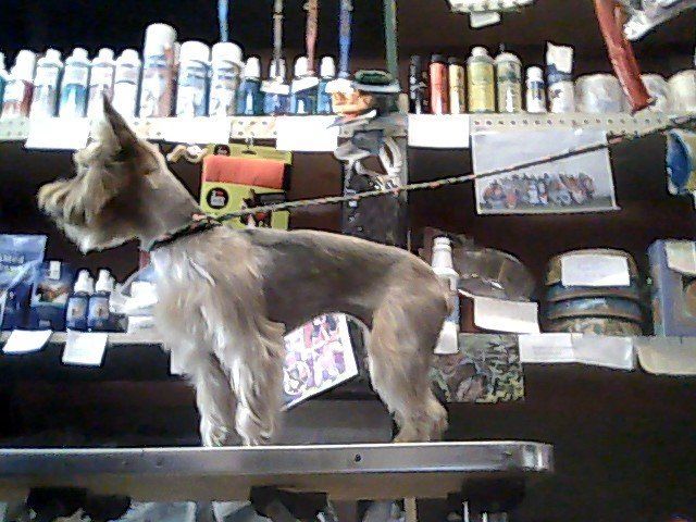 A small dog on a leash is standing on a table in front of a sign that says sale
