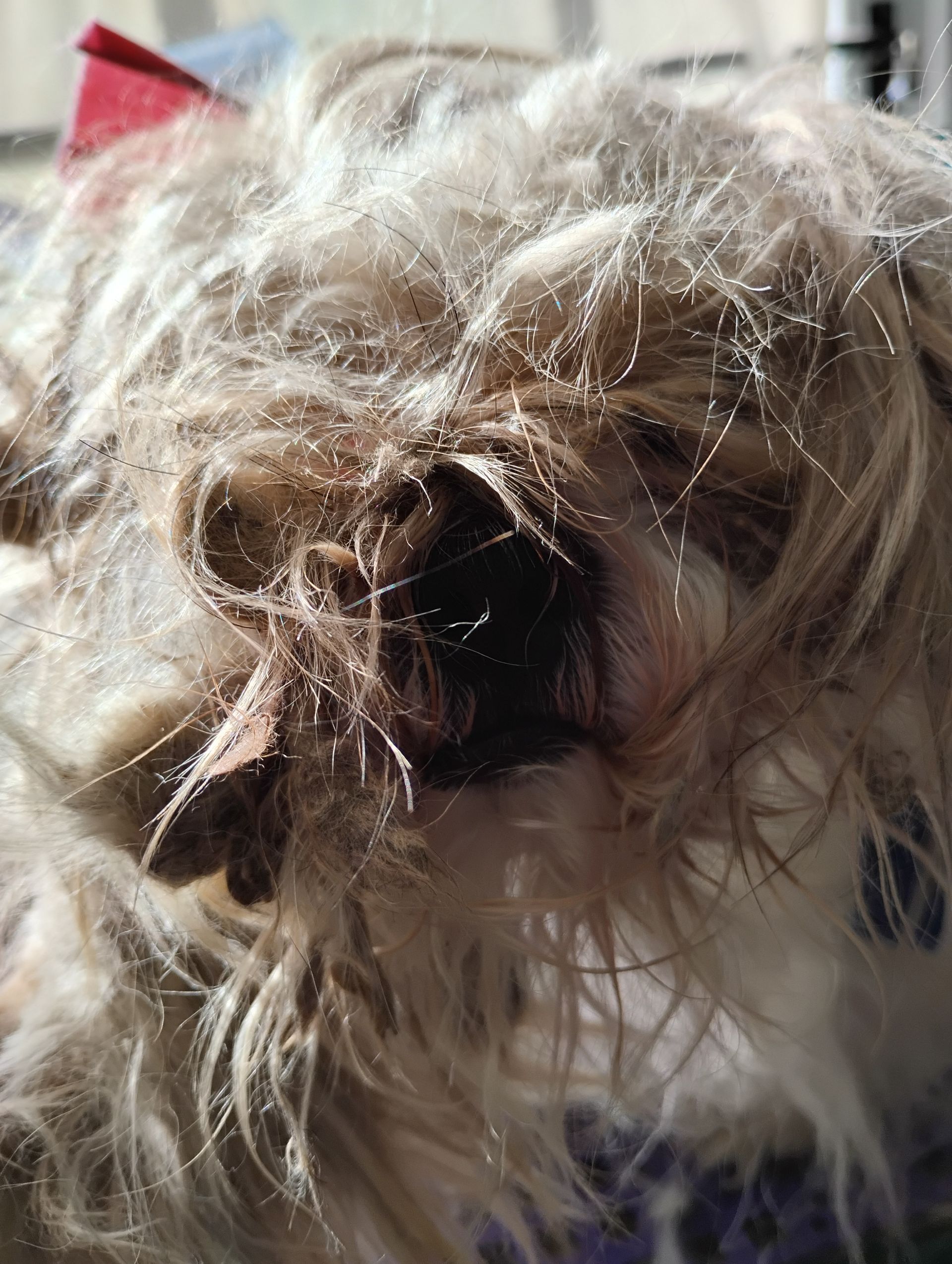 A woman is cutting a dog's hair with scissors.