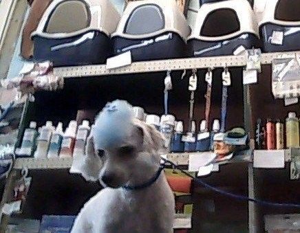 A small white dog is sitting in front of a shelf full of pet products