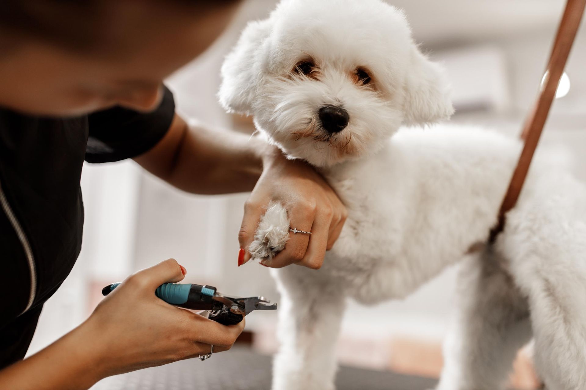 A woman is cutting a small white dog 's nails with scissors.