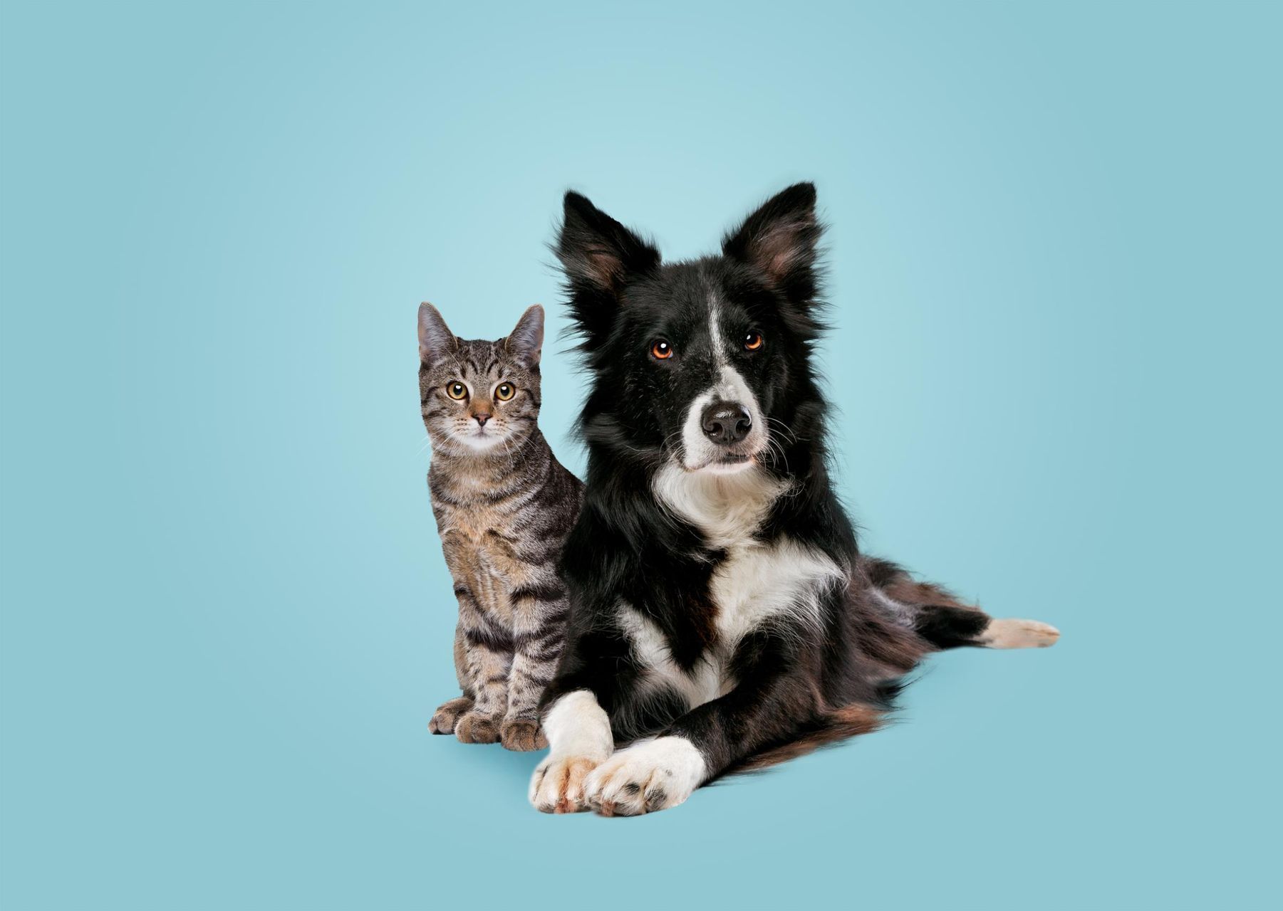 A woman is grooming a corgi dog in a pet salon.