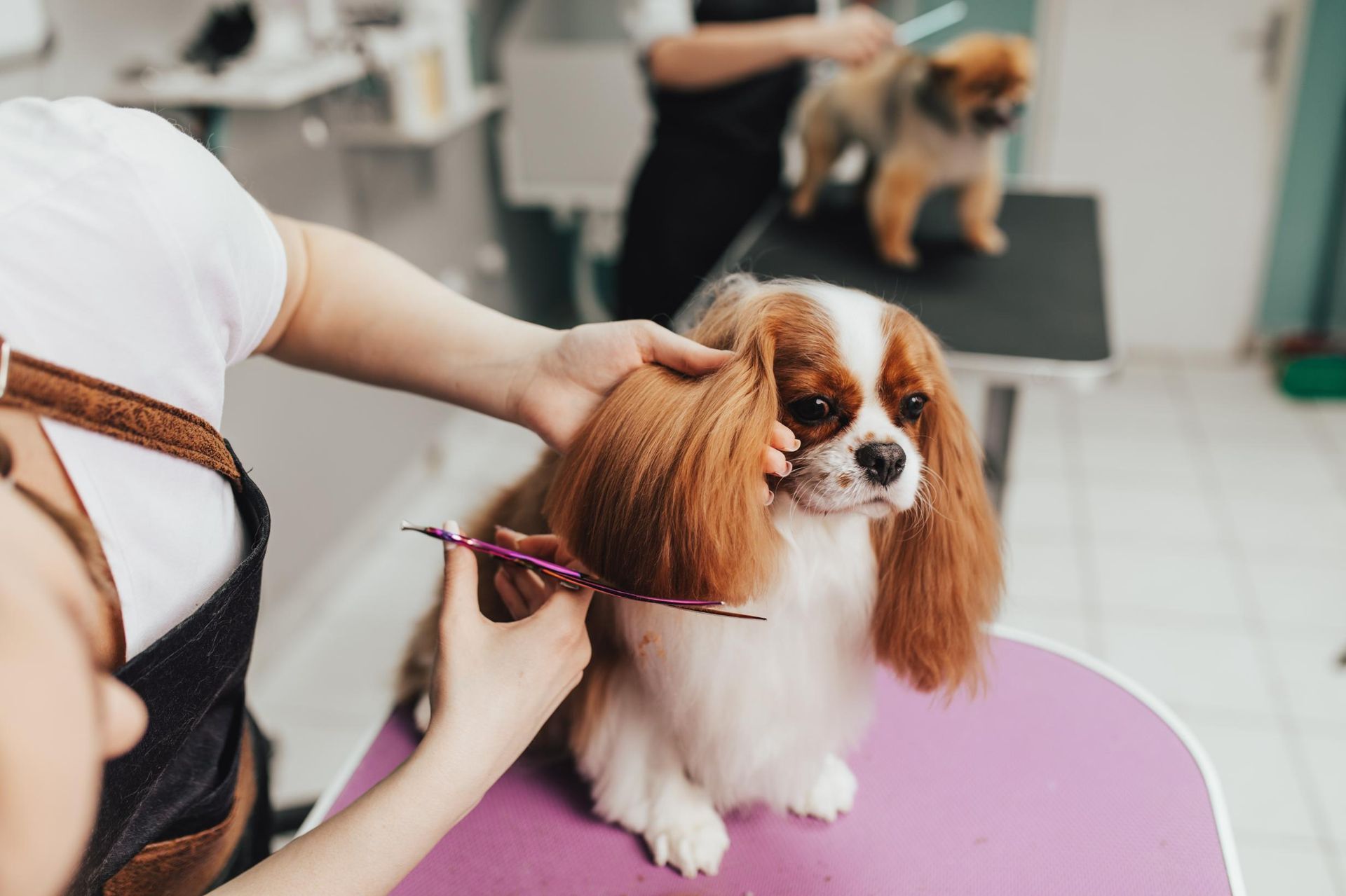 A woman is cutting a dog's hair with scissors.