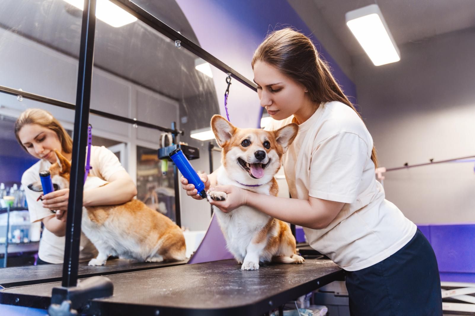A woman is grooming a corgi dog in a pet salon.