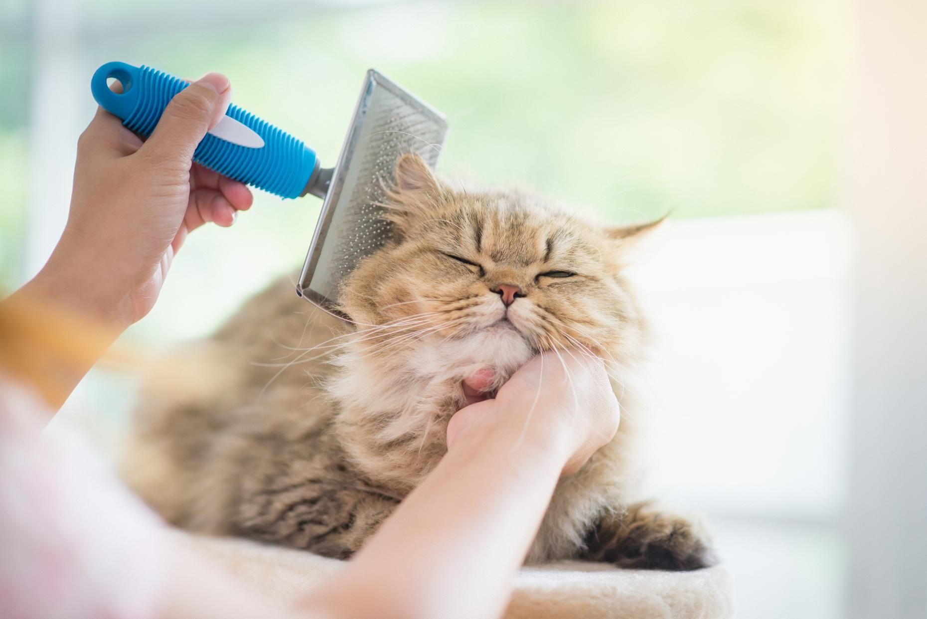A person is brushing a cat with a brush.