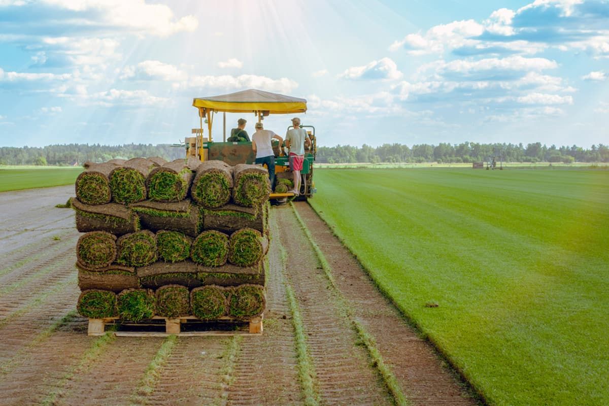 A Tractor Is Carrying Rolls of Turf in A Field — Top Notch Turf in Ingham, QLD