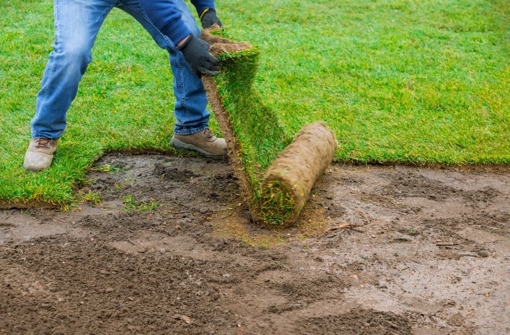 A Man Is Rolling a Roll of Grass in The Dirt — Top Notch Turf in Clermont, QLD