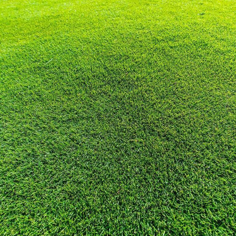 A Close up Of a Lush Green Field of Grass — Top Notch Turf in Rasmussen, QLD