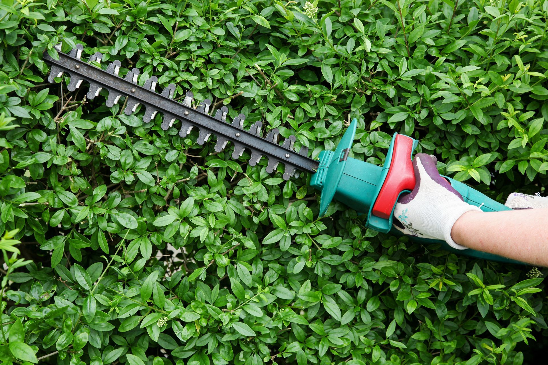 Gloved hands hold an electric hedge trimmer against a bush, showcasing landscape design services. Gloved hands hold an electric hedge trimmer against a bush, showcasing landscape design services.
