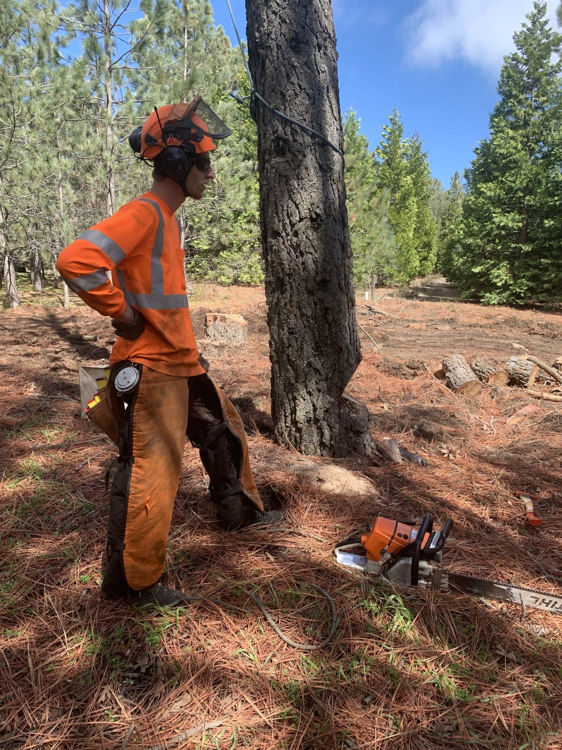 A man is standing next to a tree in the woods with a chainsaw.
