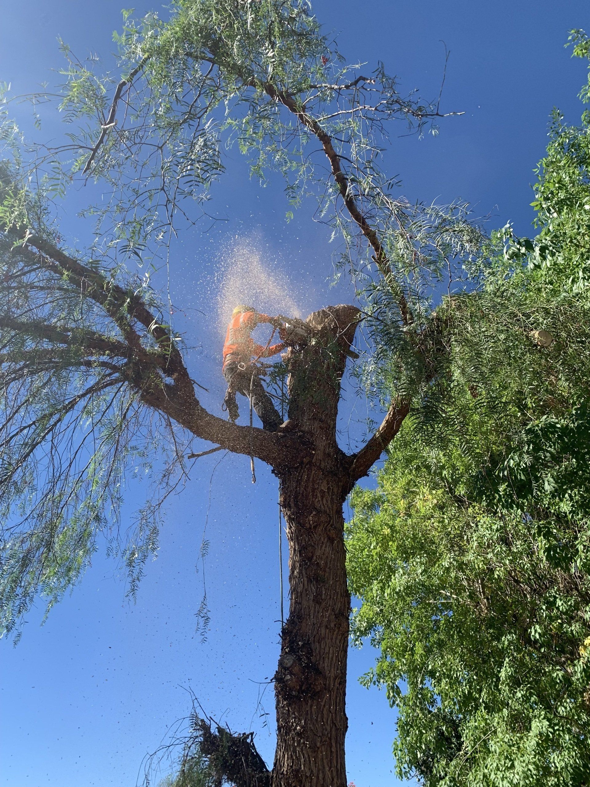 A man is cutting a tree with a chainsaw.