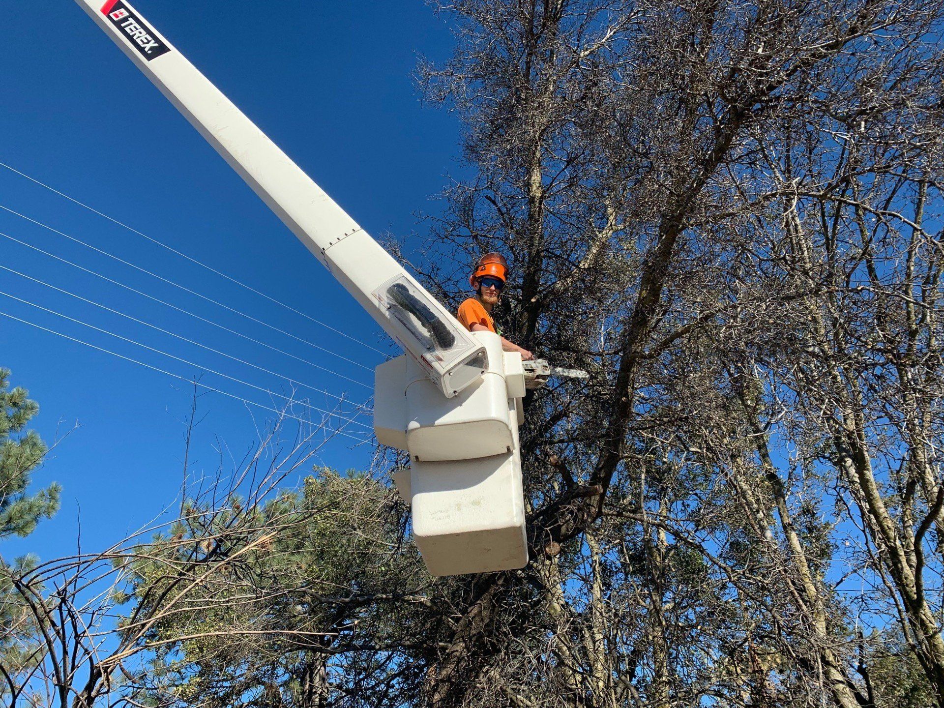 A man is cutting a tree with a chainsaw from a bucket truck.