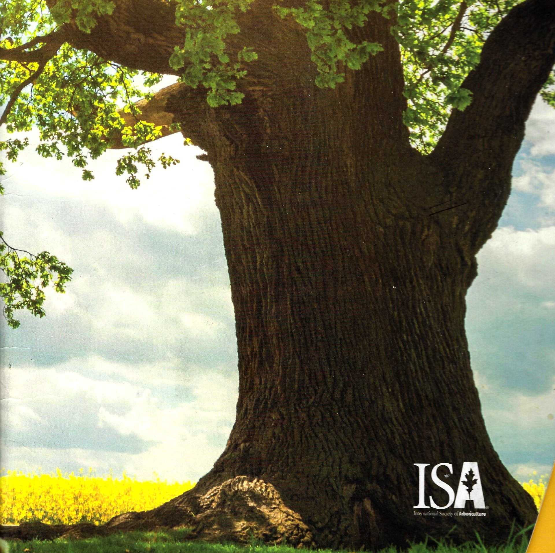 A tree with isa written on the bottom of it