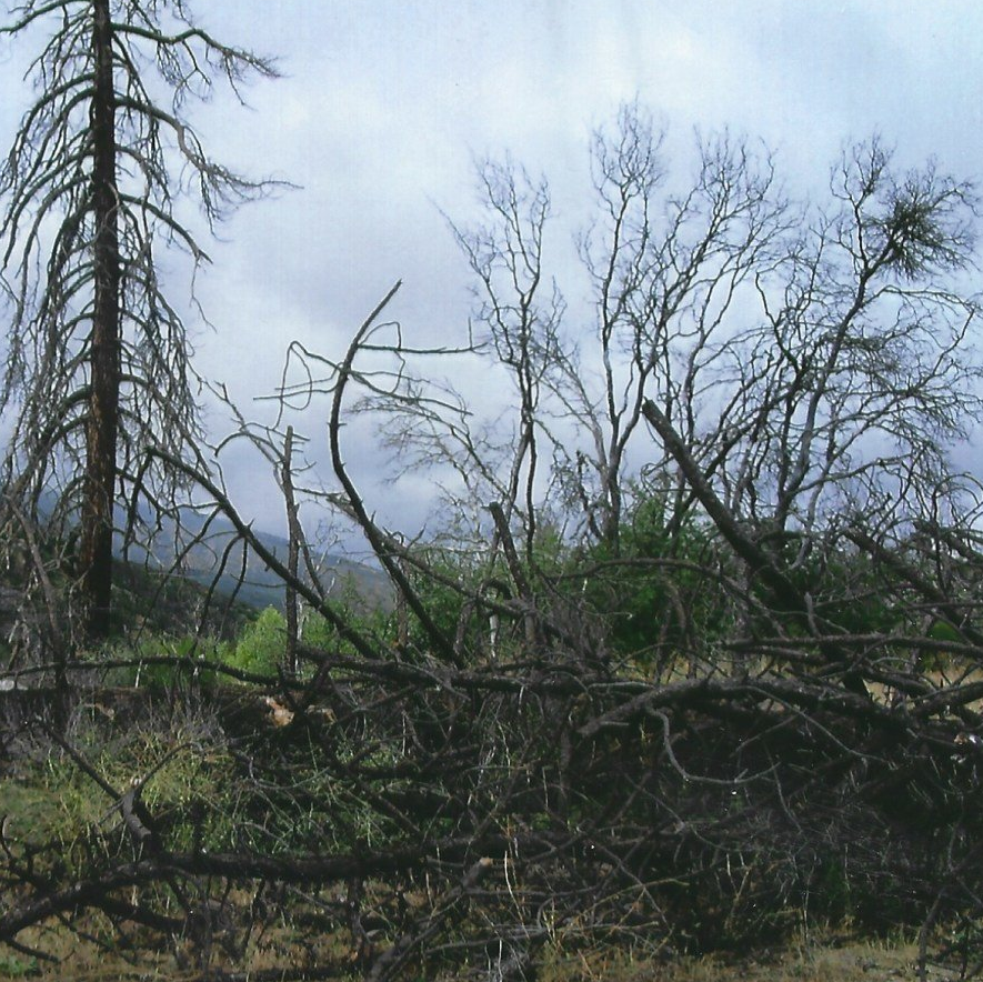 A fallen tree in the middle of a forest