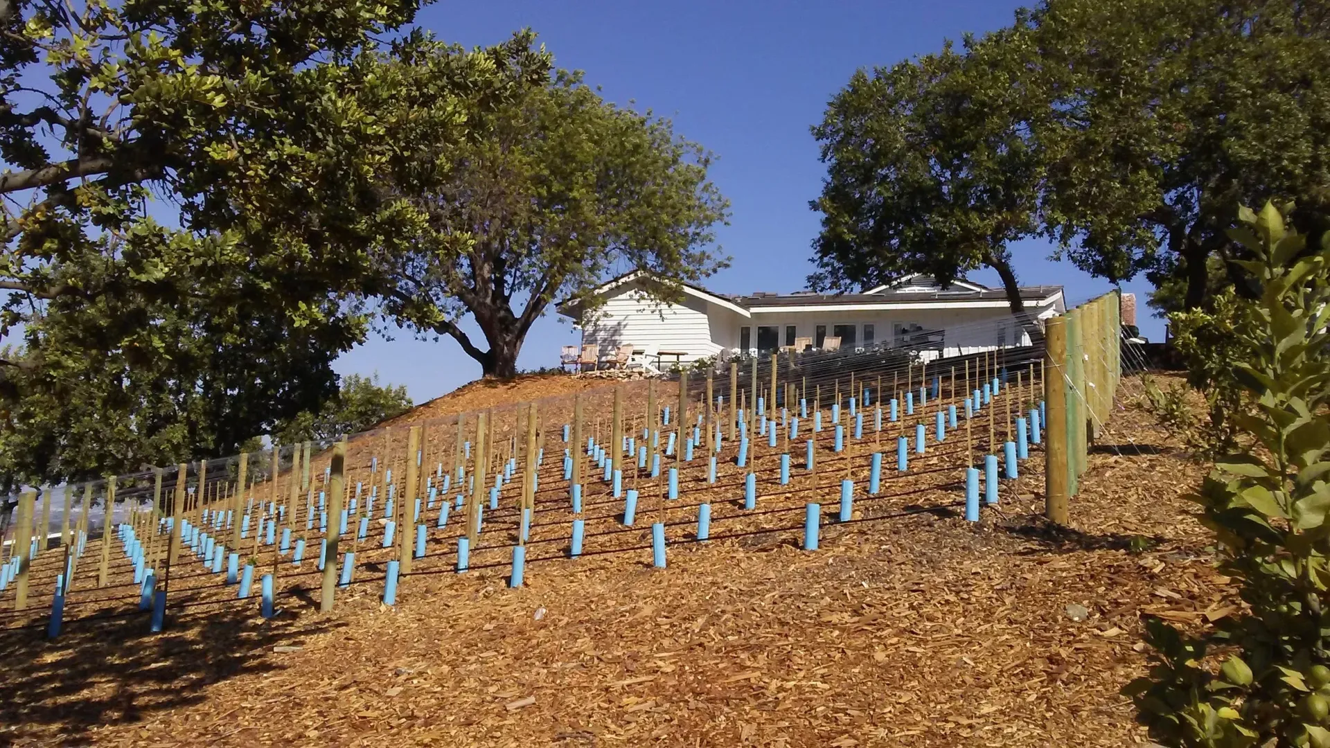 Vineyard on a hillside with a white building in the background and blue tree protectors.