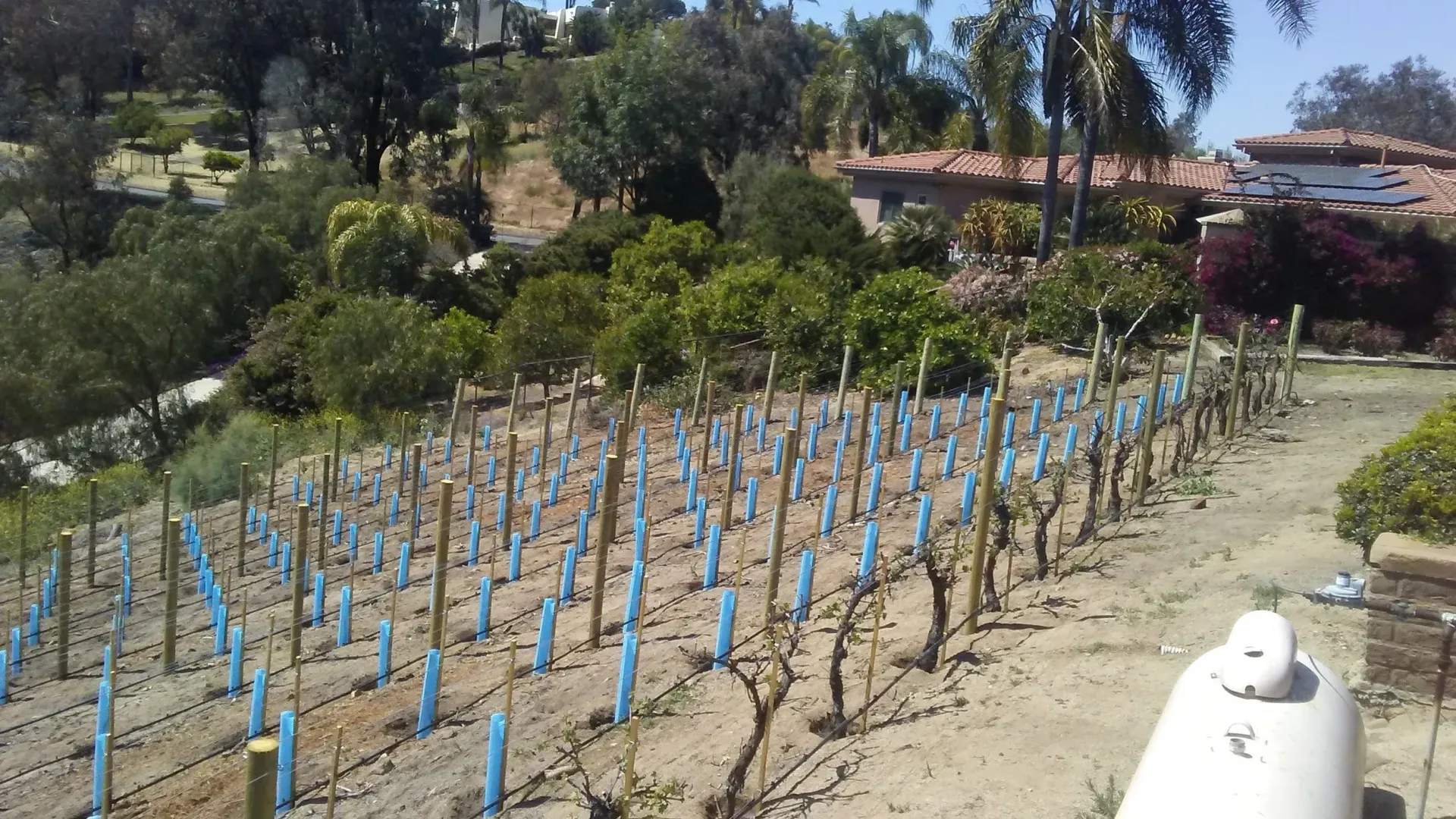 Vineyard on a hillside with rows of pruned vines, blue stem protectors, and a house in the background.