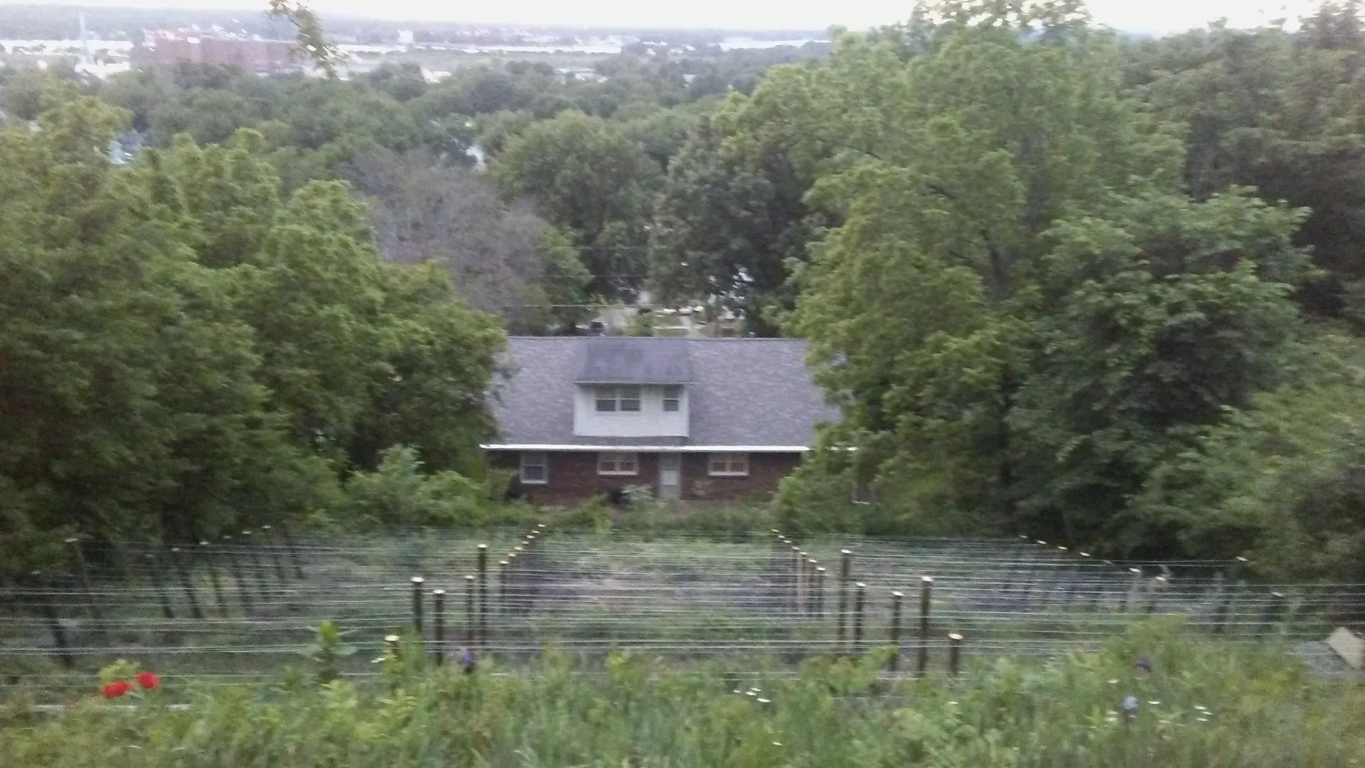 Overgrown yard with a house visible in the distance, surrounded by trees.