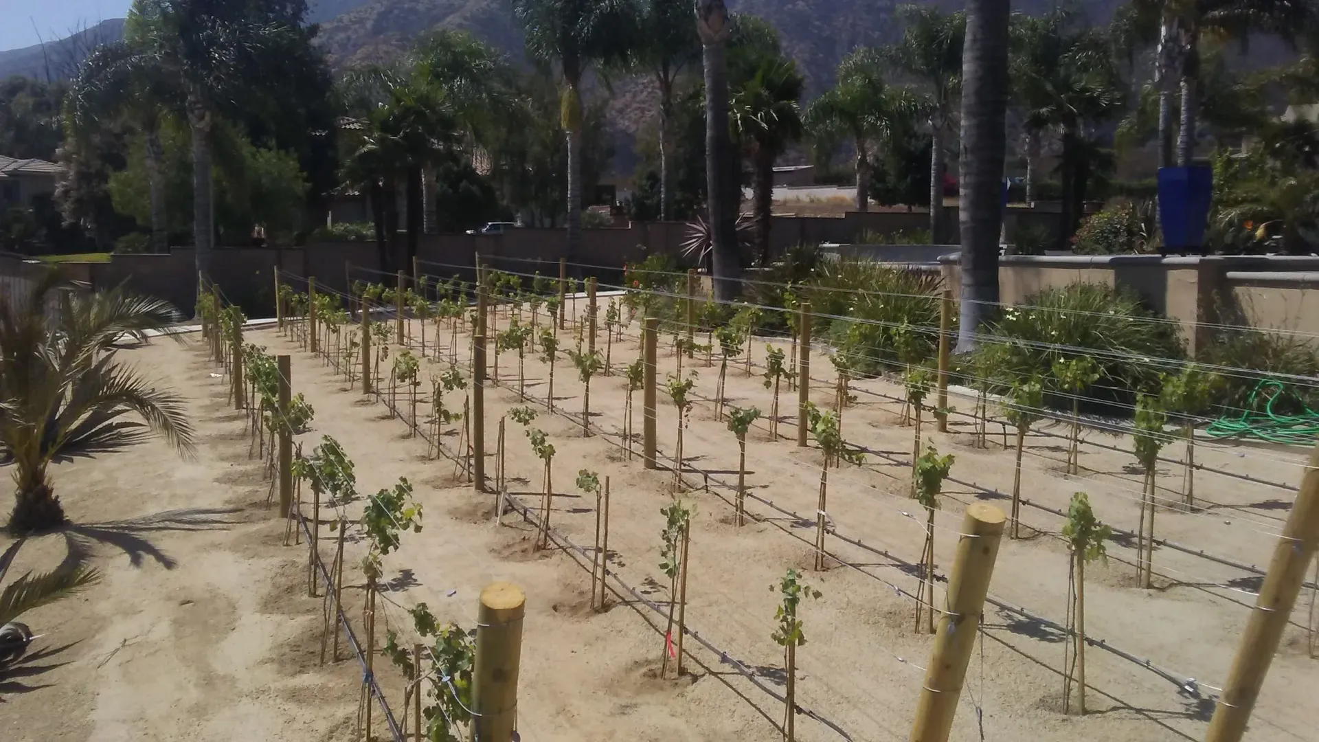 Rows of young plants supported by stakes in a sandy field; palm trees and mountains in the background.