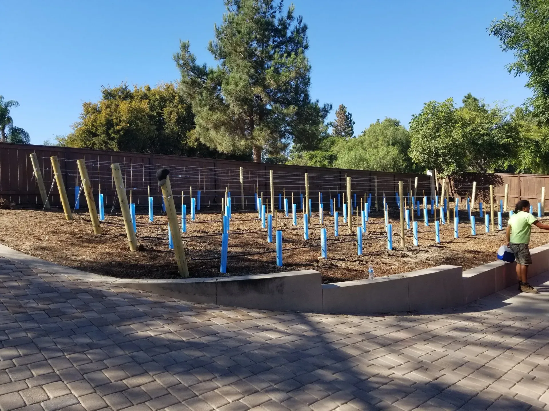 A garden bed with young trees, some with blue protective tubes, a person, and a brick patio.