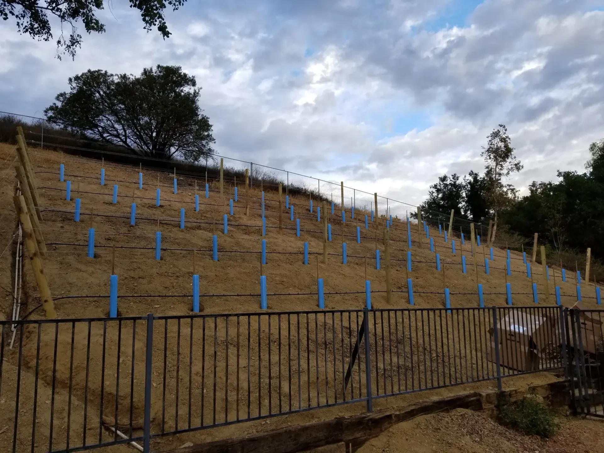 A hillside vineyard with young vines supported by blue stakes, under a cloudy sky.