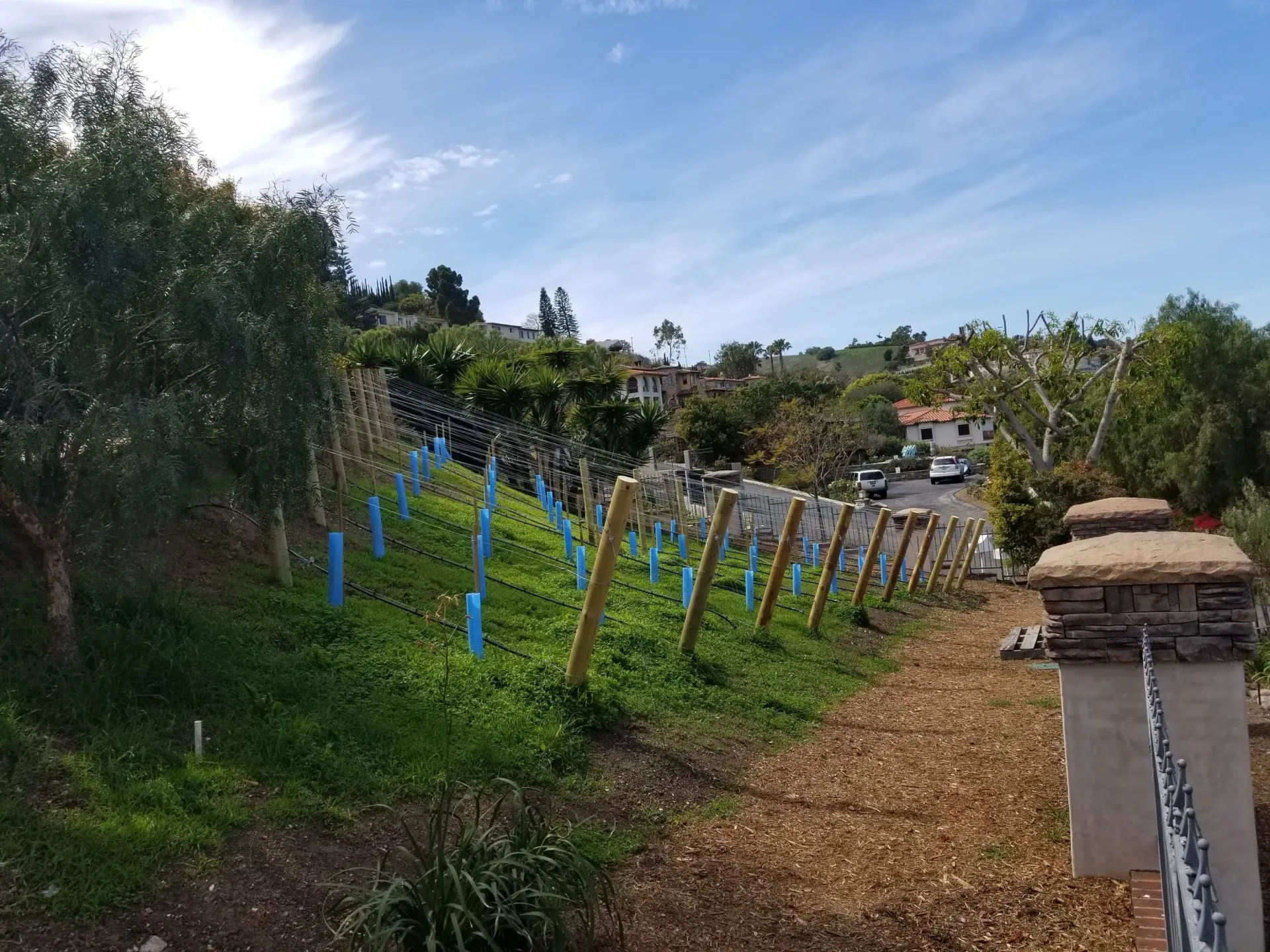 Vineyard with young plants protected by blue tubes on a hillside, with a road and houses in the distance.