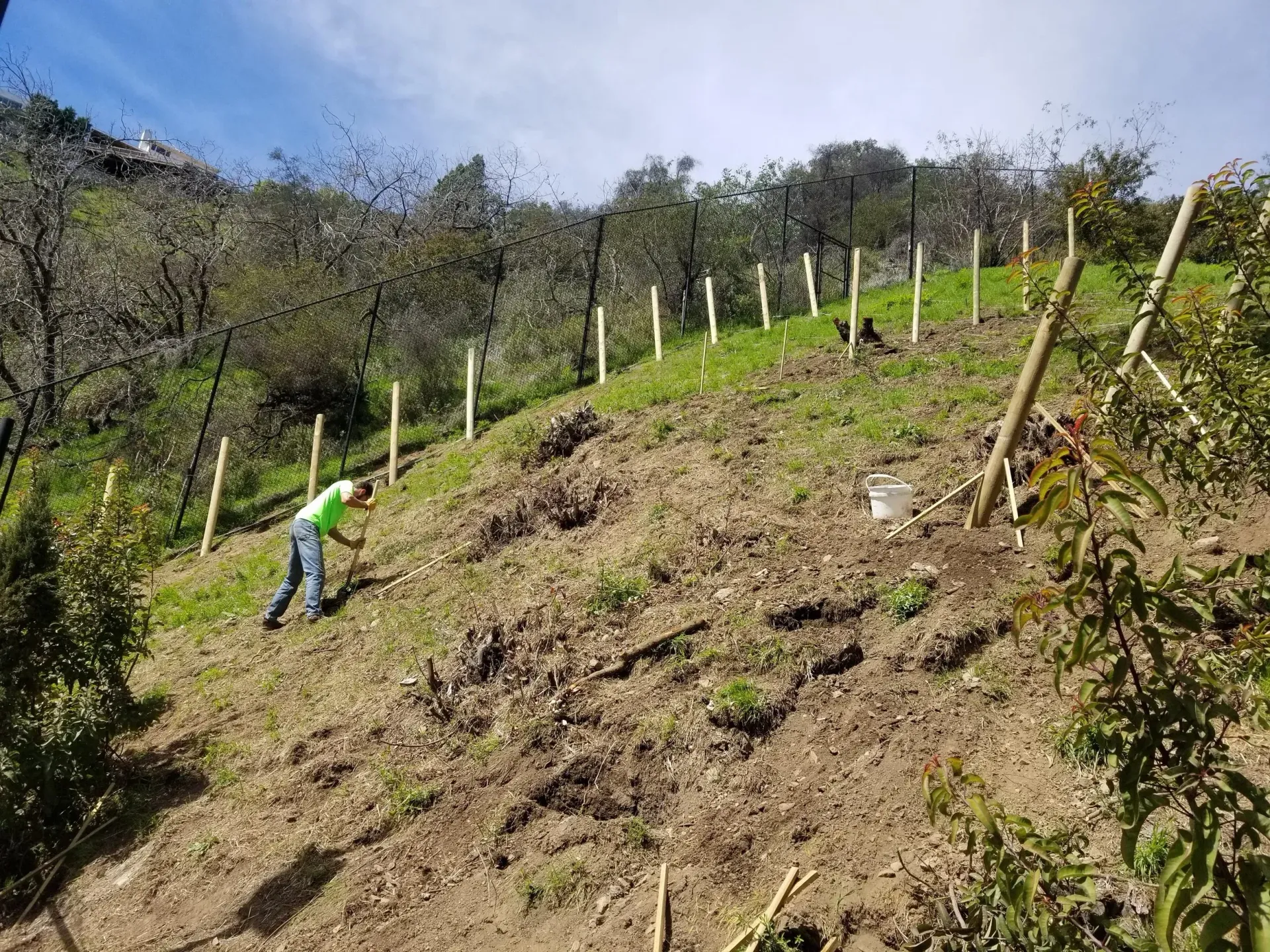 Man planting trees on a hillside. Wooden stakes and tree protectors visible. Sunny day.