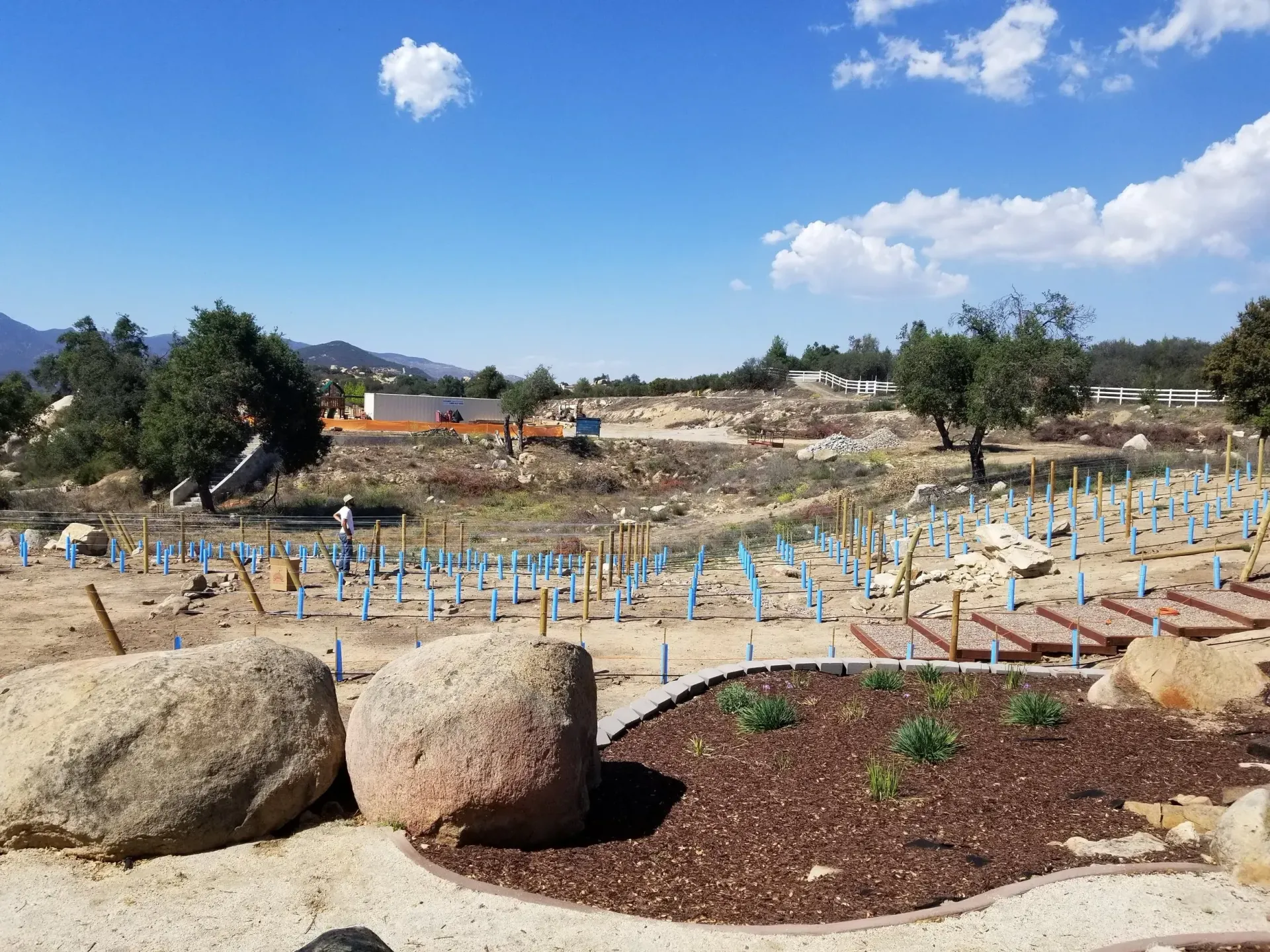 A landscape with a garden featuring rocks, mulch, and many small plants. Blue tubes protect the young trees.