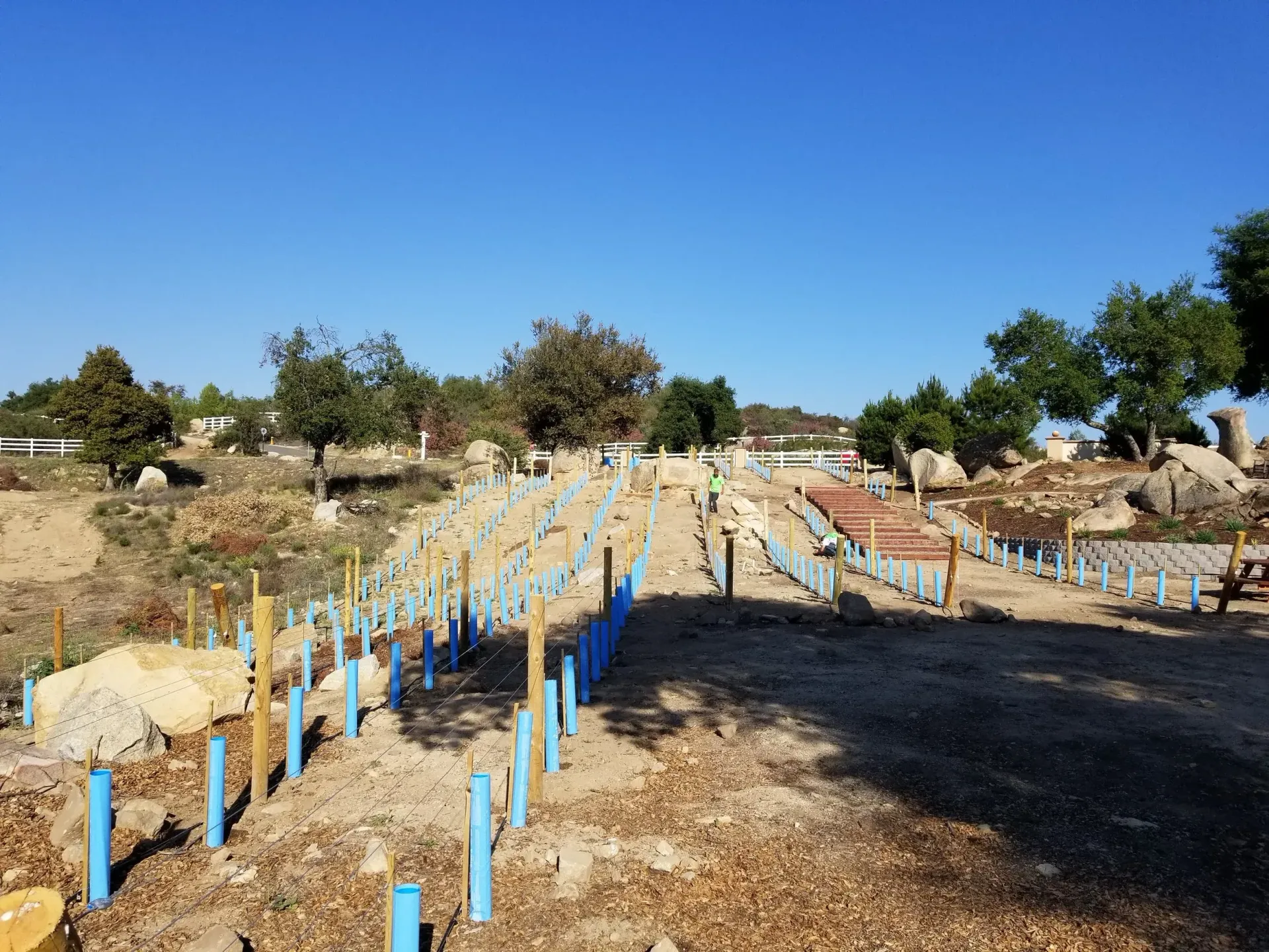 Rows of young trees with blue protectors on a hillside under a blue sky.