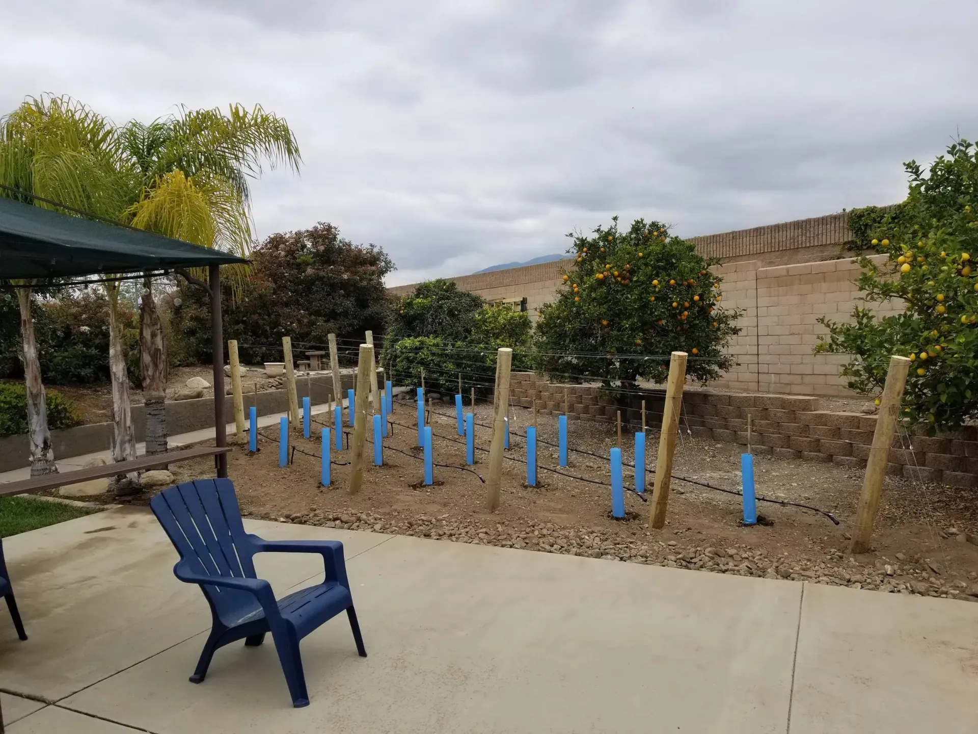 A backyard vineyard with rows of young plants, blue protective tubes, and a blue chair. Cloudy sky.