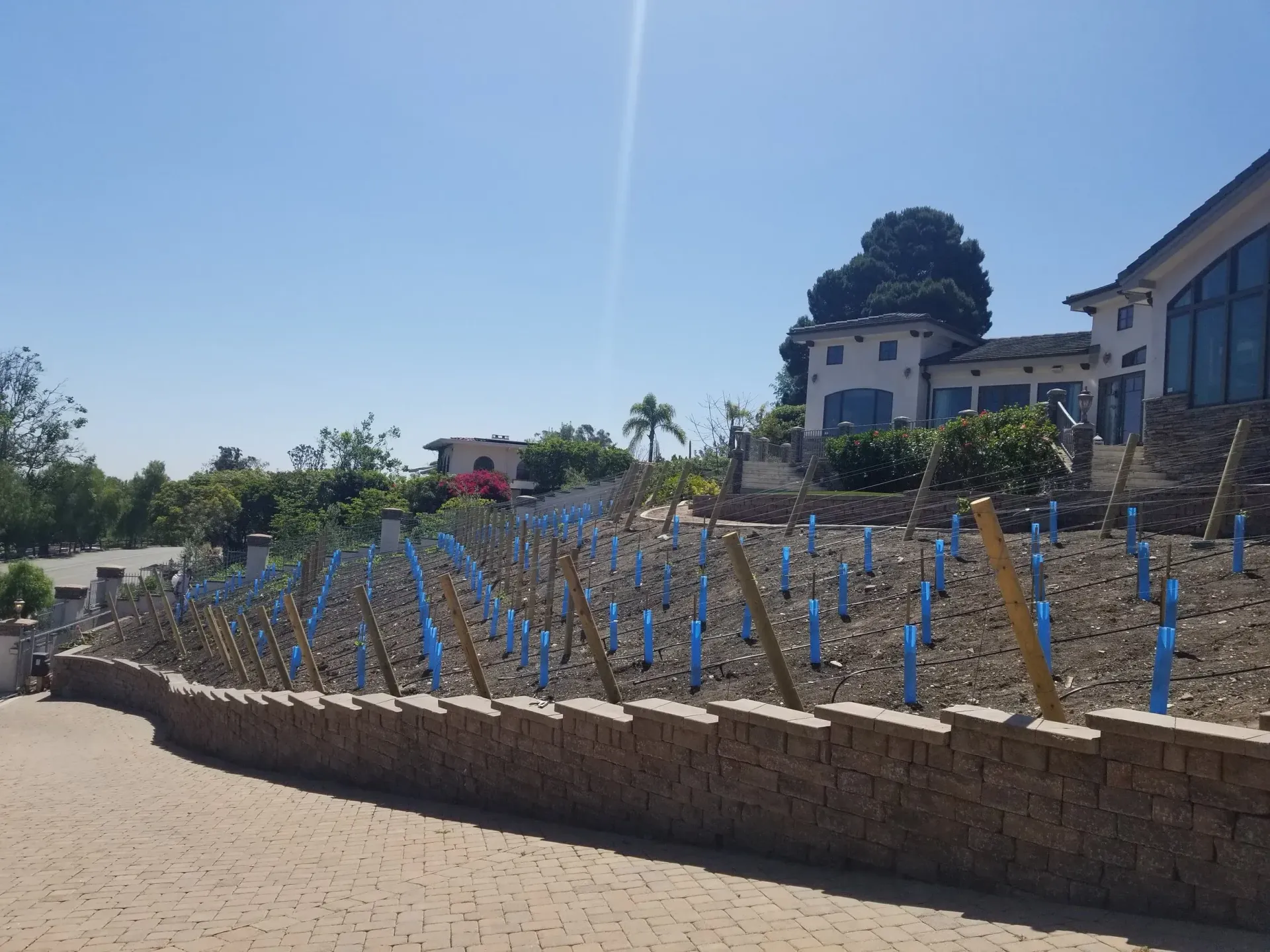 Vineyard on a hillside with blue plant protectors; house and sunny sky in the background.