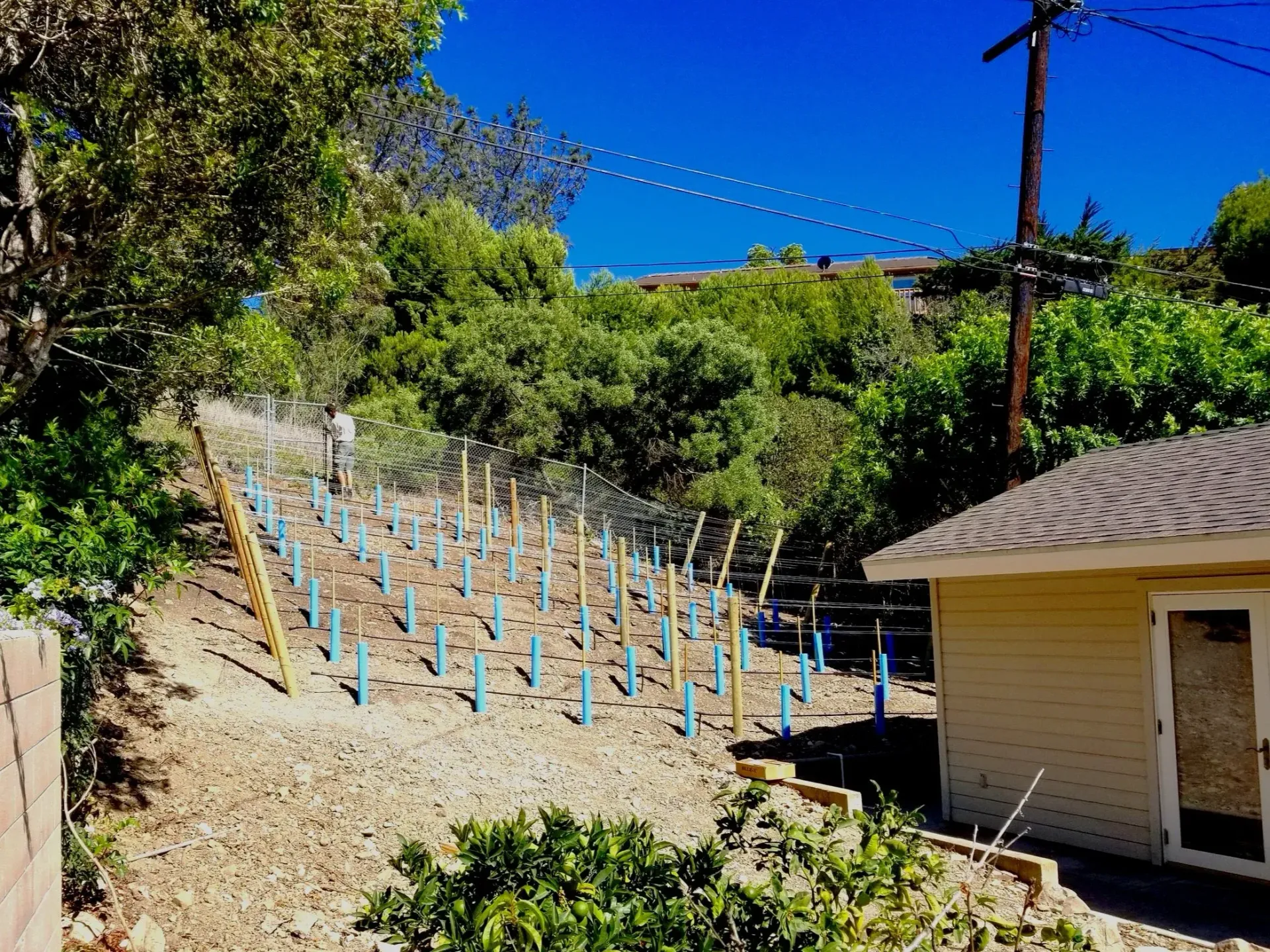 A hillside garden with young plants supported by stakes and netting, next to a small building and trees under a blue sky.
