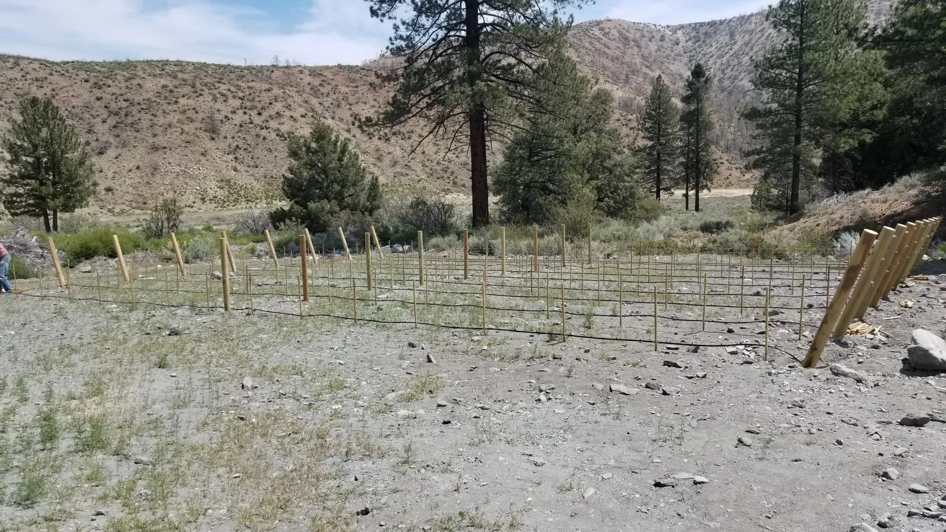Field of saplings in gravel, with trees and mountain in the background under a blue sky.