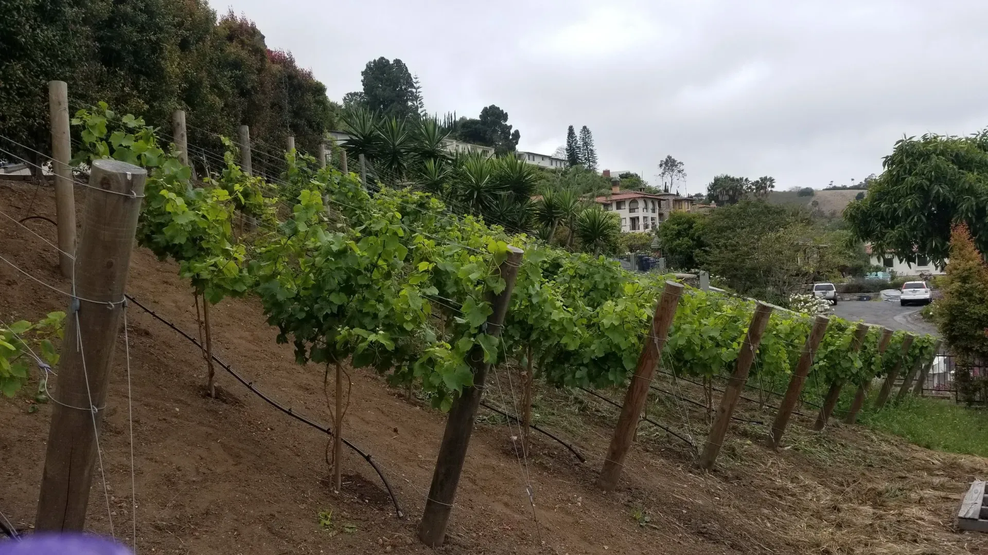 Vineyard on a hillside with rows of grapevines and support posts, buildings visible in the background. Overcast day.
