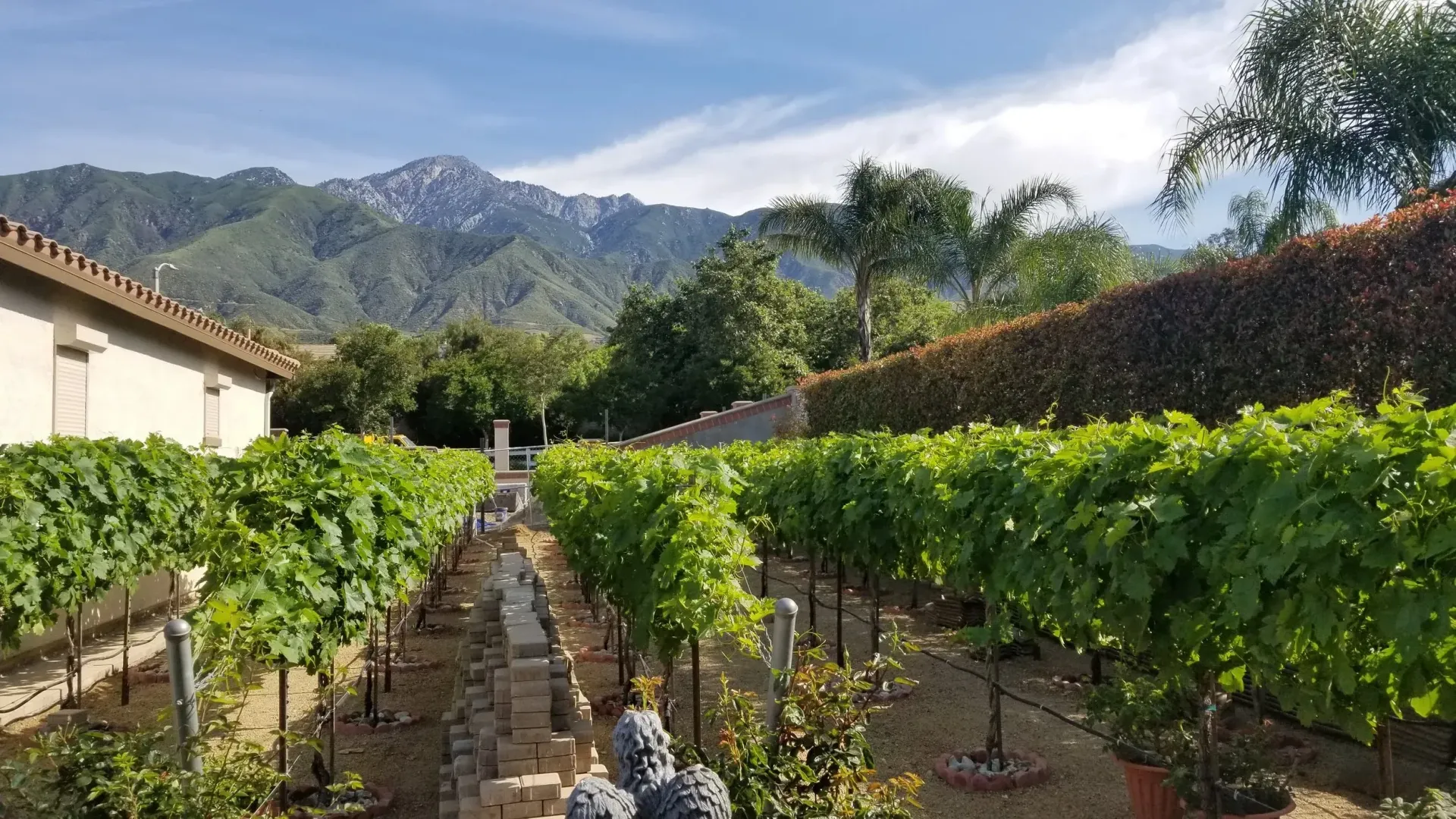 Vineyard rows with green leaves, stone pathway, mountains in background, under a blue sky.