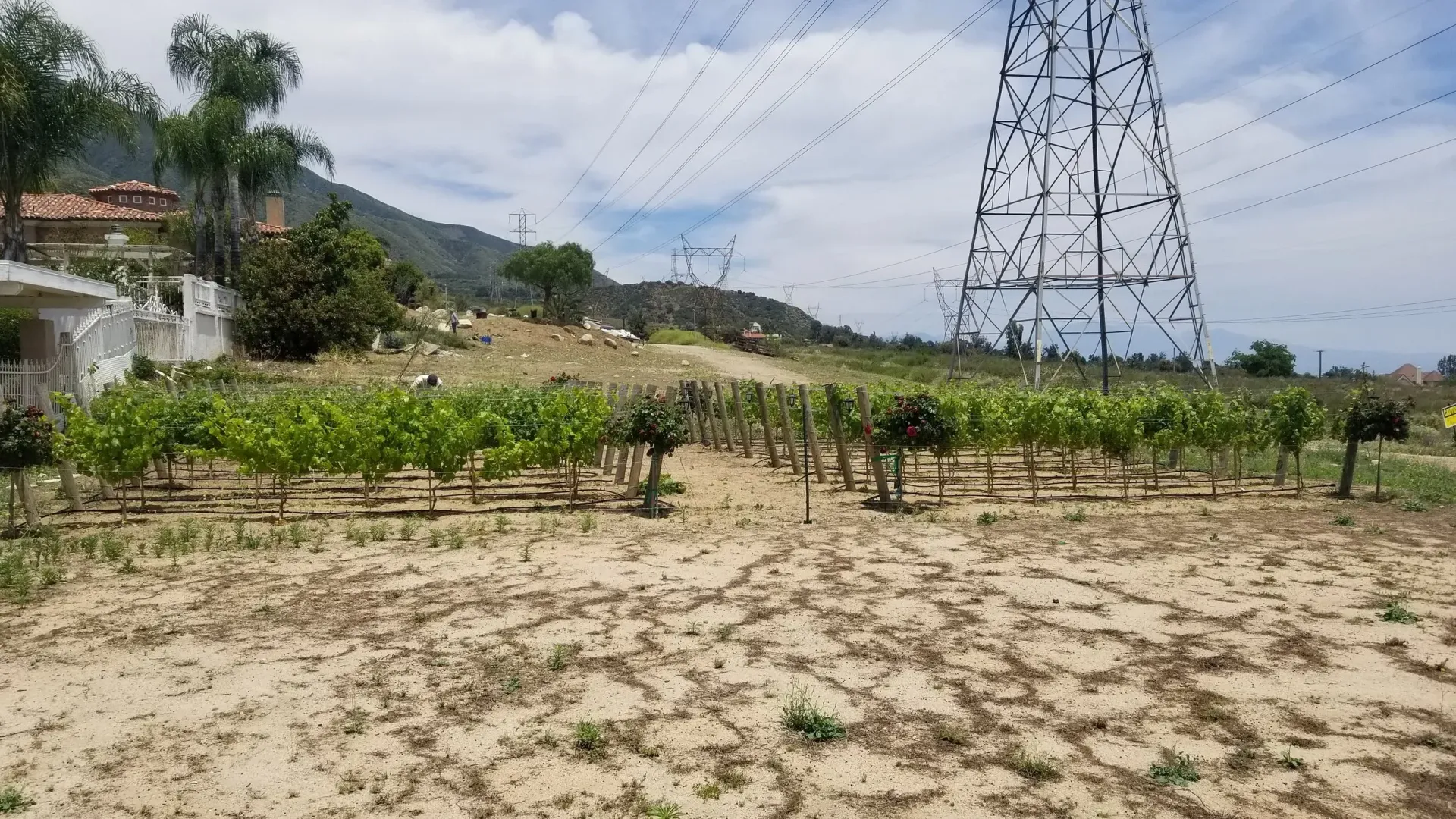 Rows of grape vines in a vineyard, with a mountain and power lines in the background. Sunny day.