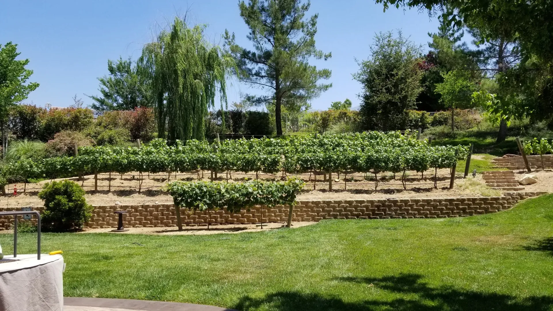 Vineyard rows on a hillside, with green foliage against a blue sky.