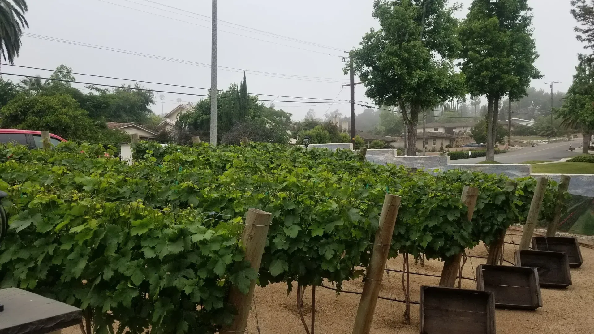 Rows of grape vines in a vineyard with trees and a cloudy sky in the background.